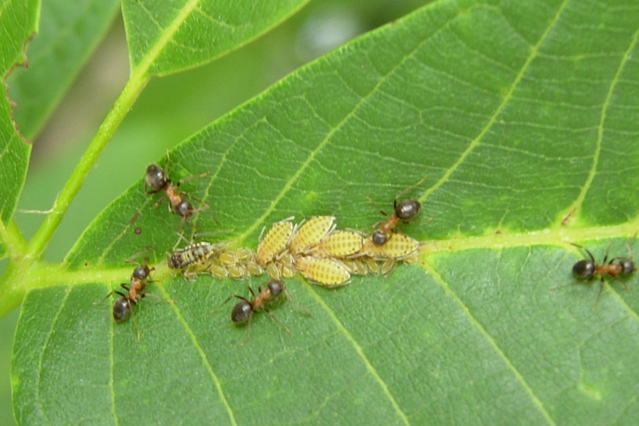 Aphididae:  cfr. Eucallipterus tiliae